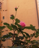 Boccioli e rose di fine novembre